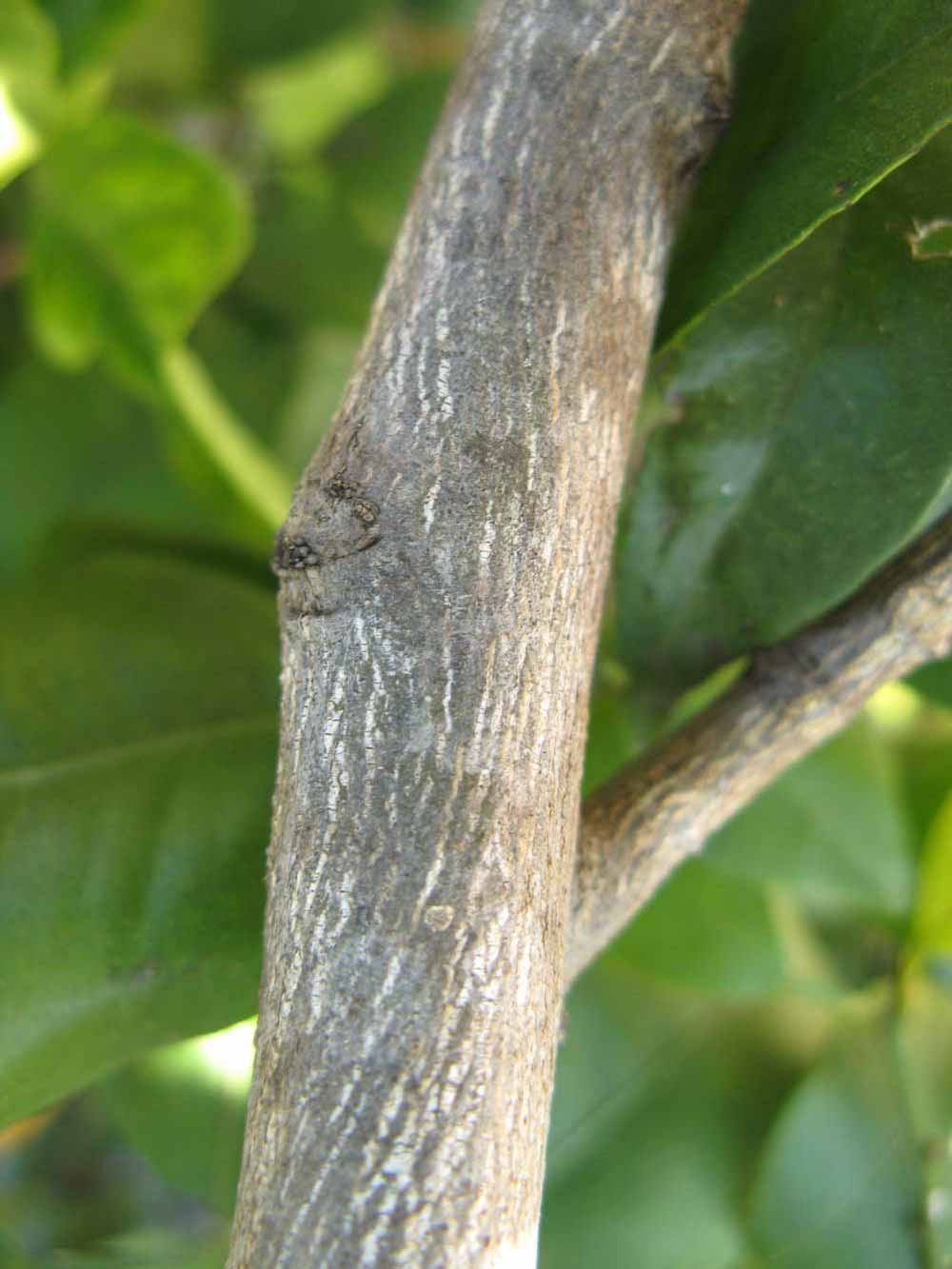              Second - third year twig (Winter Haven, FL)       